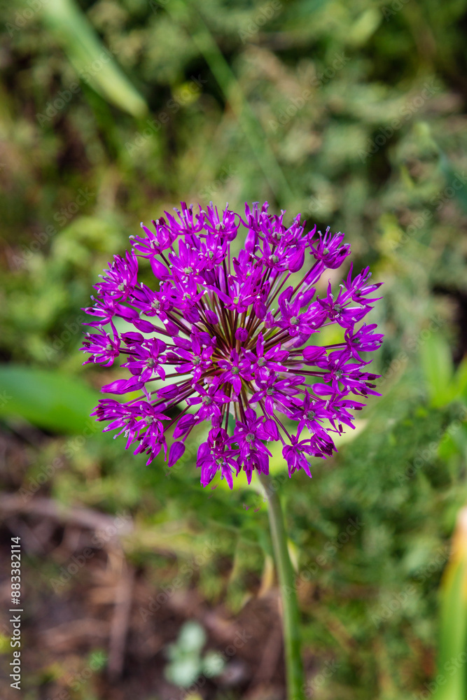 Tien Shan dandelion flower on a background of greenery on a clear sunny day. Plants flora agriculture landscaping ecology. Tien Shan dandelion flower on a background of greenery on a clear sunny day. Plants flora agriculture landscaping ecology.