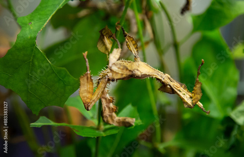 The insect is an Australian yellow stick insect hanging on a tree branch. Wildlife fauna insects. photo