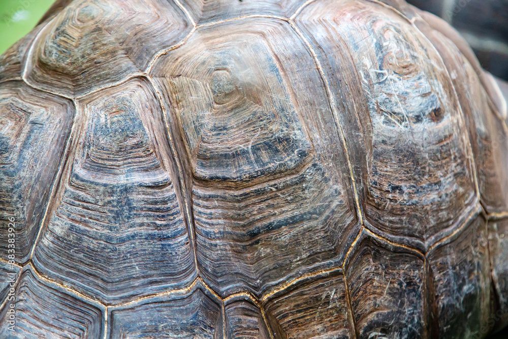 The shell of a black elephant turtle with various stripes and geometric shapes. Marine life, exotic fish, subtropics. The shell of a black elephant turtle with various stripes and geometric shapes. Marine life, exotic fish, subtropics.