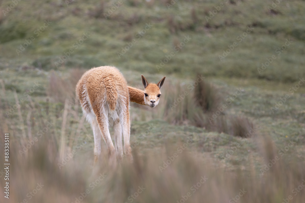 Vicunas on the slopes of Chimborazo, Ecuador Vicunas on the slopes of Chimborazo, Ecuador