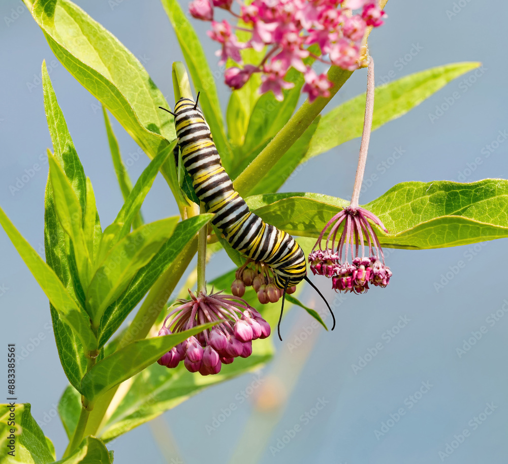 Obraz premium A Monarch butterfly caterpillar feeding on a milkweed plant in the wild.