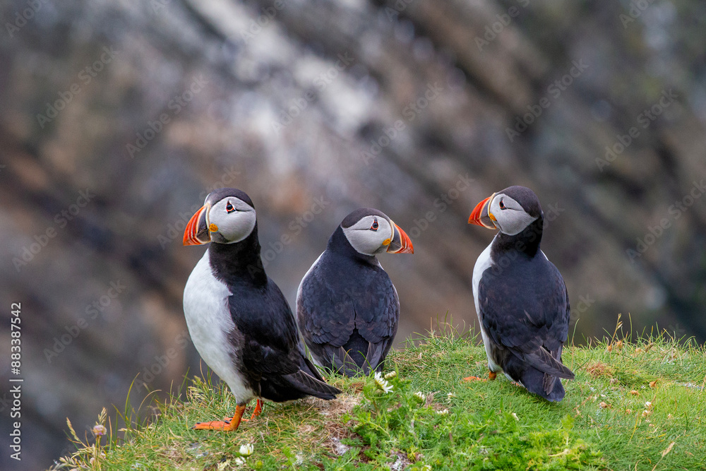 Fototapeta premium Cute and colourful Puffins at the Submurgh Head on Shetland Islands, Scotland