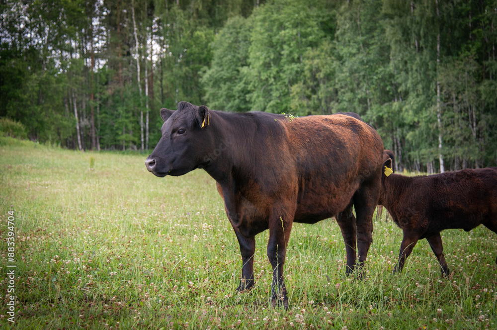 black angus cow on white clover field black angus cow on white clover field