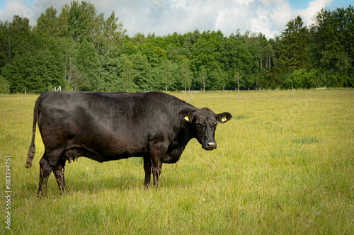 black angus cow on a meadow