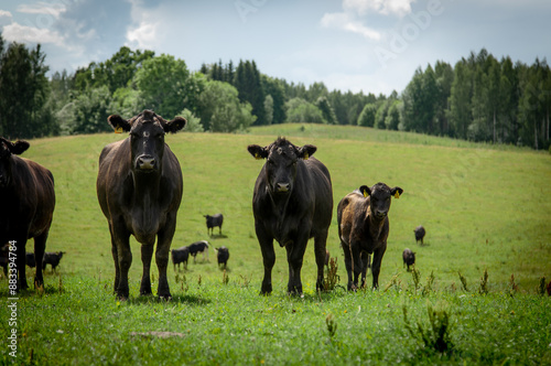 herd of cows