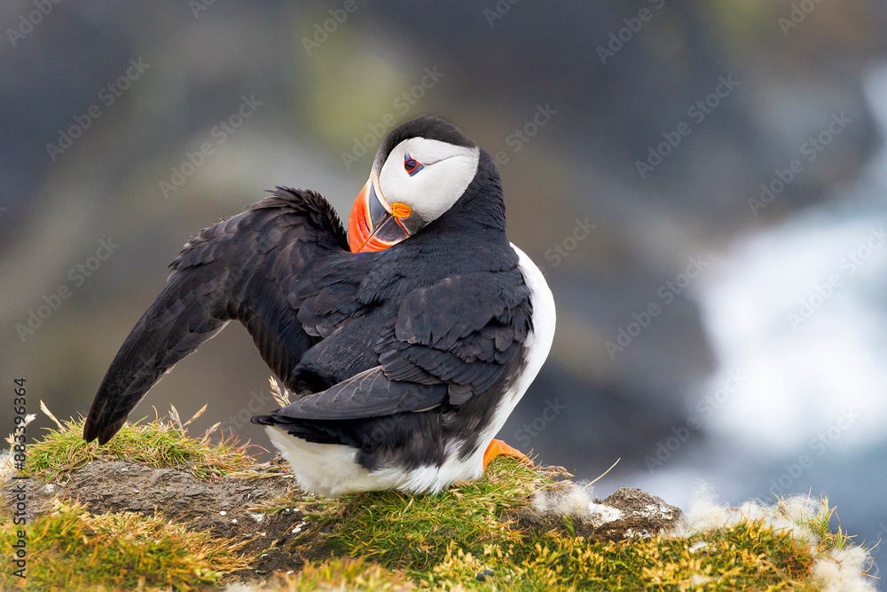 Obraz premium Cute and colourful Puffins at the Submurgh Head on Shetland Islands, Scotland