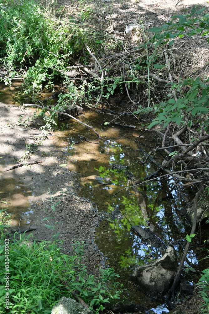 Fototapeta premium Stream