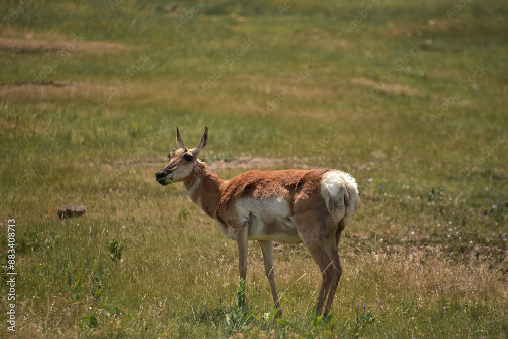 Beautiful Pronghorn Doe Grazing on Summer Grasses Beautiful Pronghorn Doe Grazing on Summer Grasses