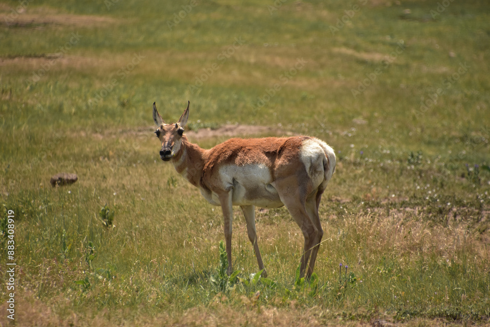 Looking Directly into the Face of a Pronghorn Doe Looking Directly into the Face of a Pronghorn Doe