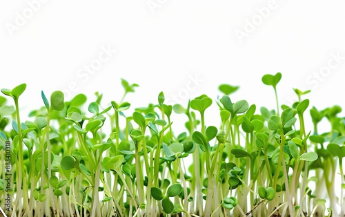 Emerging green sprouts sprouting against a white background