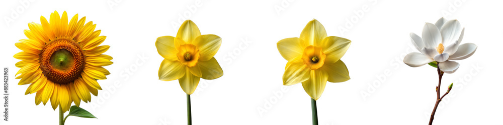 Collection of Sunflower, Daffodil, and Magnolia Flowers Collection of Sunflower, Daffodil, and Magnolia Flowers