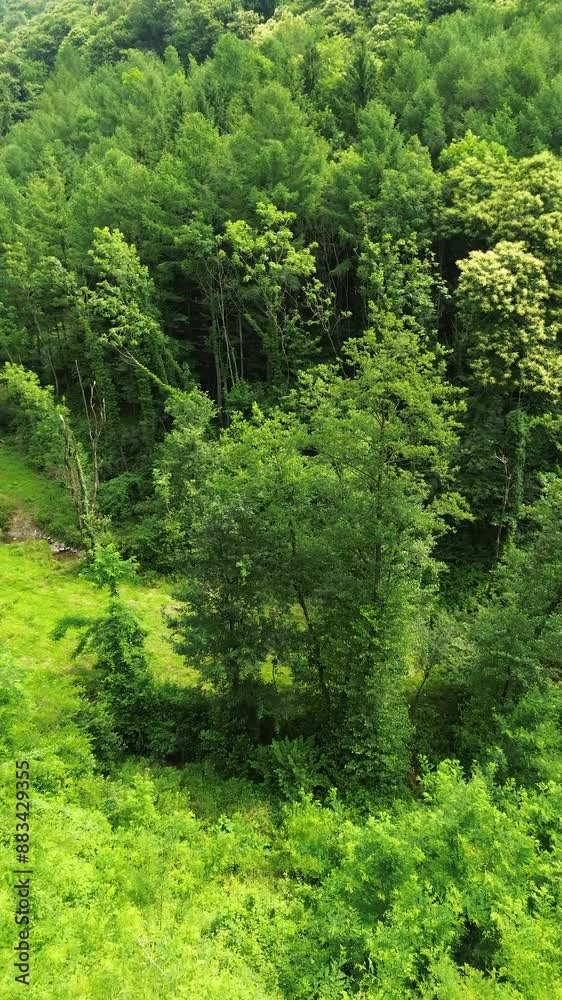 Vertical Cinematic aerial view with top down effect about a little river surrounded of old green trees near Como lake 4 Vertical Cinematic aerial view with top down effect about a little river surrounded of old green trees near Como lake 4