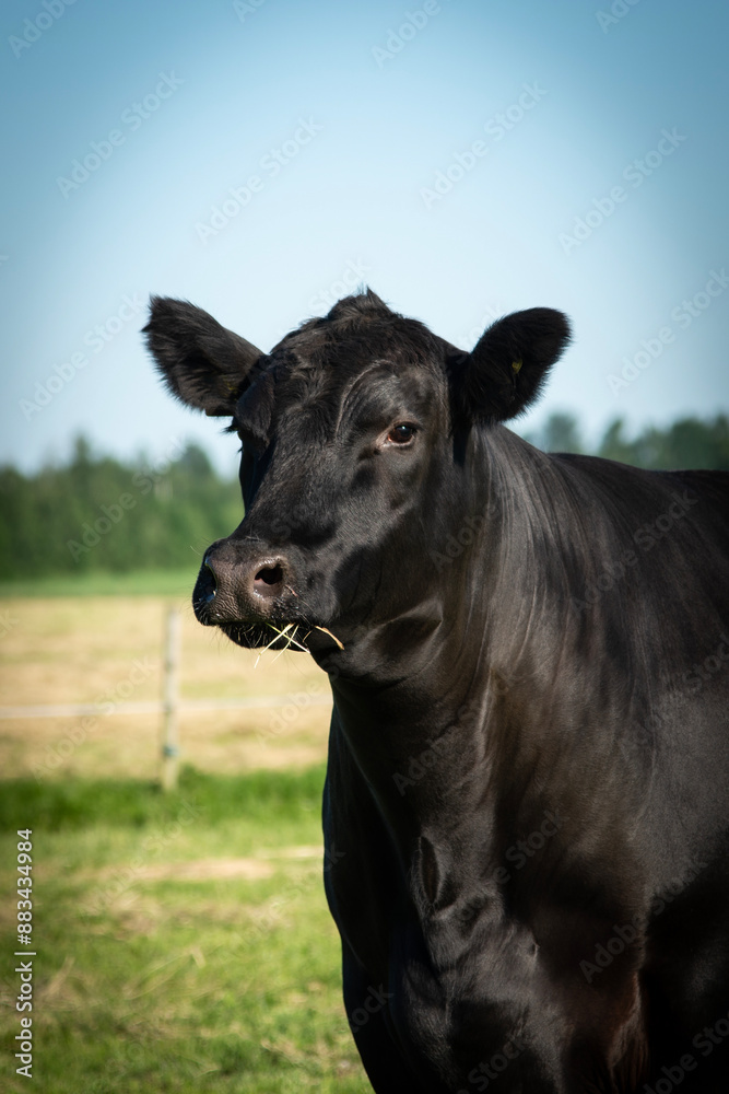 Fototapeta premium black angus cow portrait