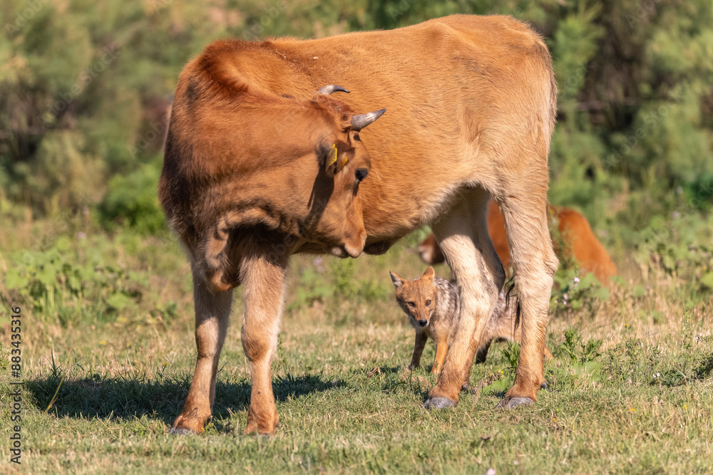 Fototapeta premium junger Goldschakal geht unter einer Kuh durch