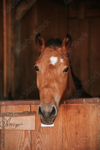 Brown Horse Looking Out Of Stall Door