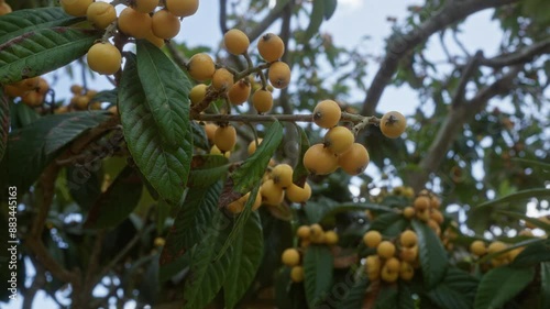 Close-up of a loquat eriobotrya japonica tree with yellow fruits outdoors in puglia, italy, showcasing its vibrant foliage and healthy produce. photo