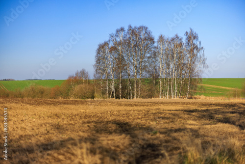 Fototapeta Naklejka Na Ścianę i Meble -  Przedwiośnie