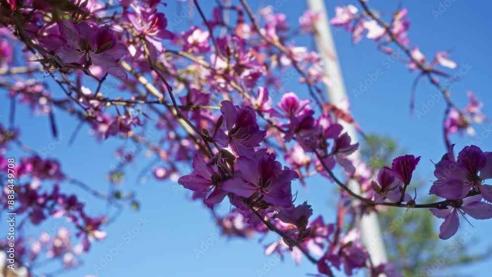 Purple judas tree flowers bloom against a bright blue sky, highlighting the vibrant beauty of nature in southern italy, particularly puglia.