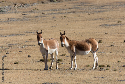 Tibetische Esel in der freien Natur photo