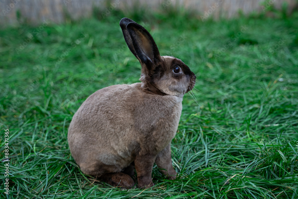 Rex castor rabbit- medium sized rabbit sits on green grass on sunny day before Easter