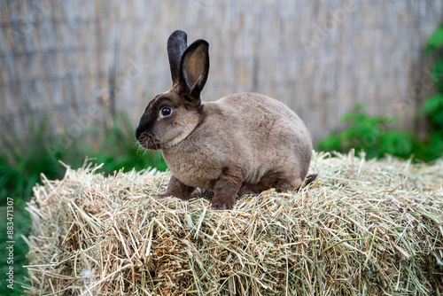 Rex castor rabbit- medium sized rabbit sits on dry grass on sunny day before Easter photo