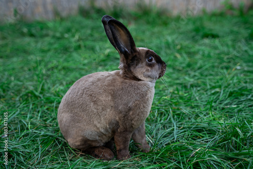 Obraz na płótnie Rex castor rabbit- medium sized rabbit sits on green grass on sunny day before Easter w salonie