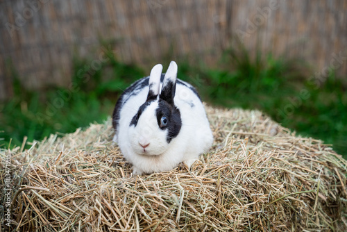 White hotot hermelin medium sized rabbit with blue eyes sits on a dry grass before Easter photo