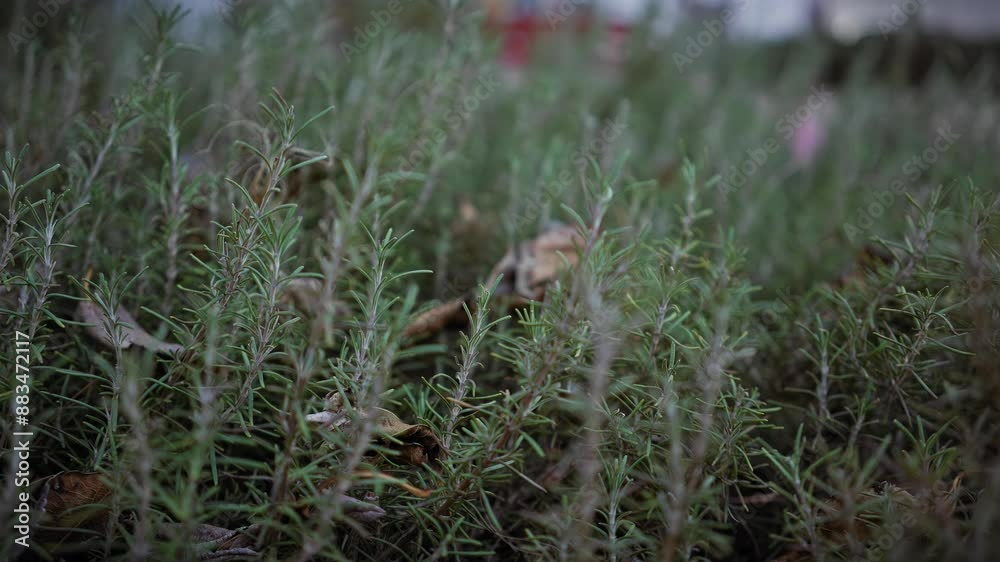 Close-up of aromatic rosmarinus officinalis, or rosemary, growing outdoors in murcia, spain. Close-up of aromatic rosmarinus officinalis, or rosemary, growing outdoors in murcia, spain.