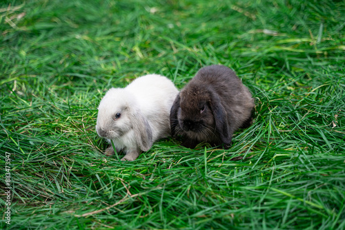 Two mini rabbits dutch ram sit on green grass on sunny day before Easter photo