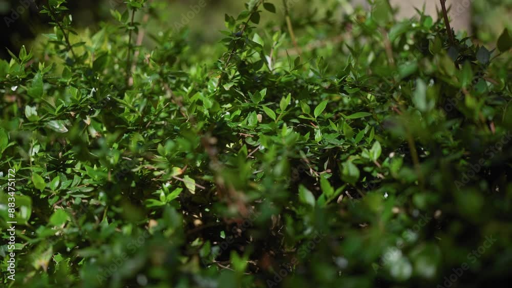 Close-up of lush greenery, possibly myrtus or boxwood shrub, with leaves hit by sunlight, nature background. Close-up of lush greenery, possibly myrtus or boxwood shrub, with leaves hit by sunlight, nature background.