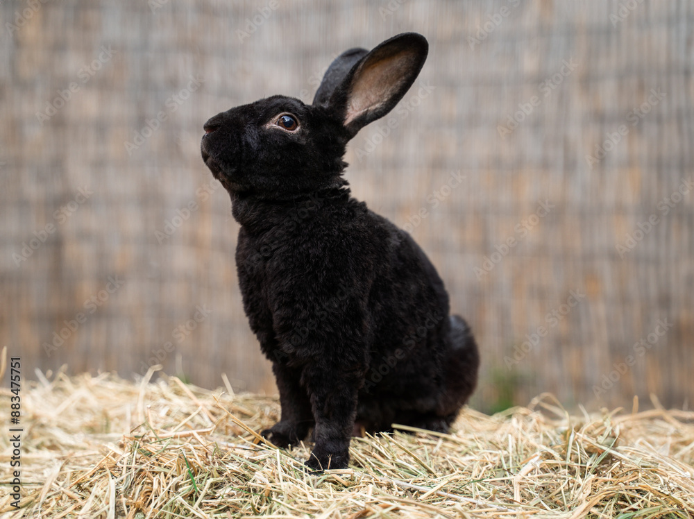 Black spotted rex rabbit sits on dry grass on a sunny day before Easter