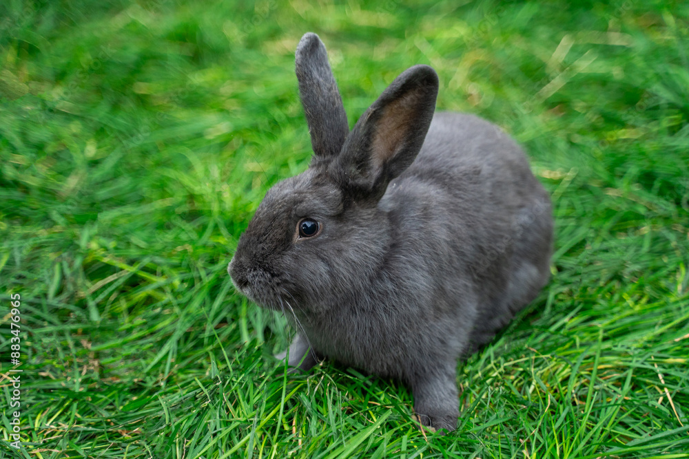 Gray medium-sized rabbit pannon ram sits on green grass on a sunny day before Easter Gray medium-sized rabbit pannon ram sits on green grass on a sunny day before Easter