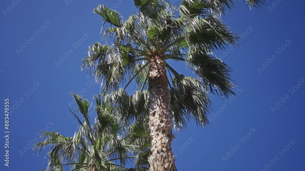 Low angle view of a lush palm tree against a clear blue sky Low angle view of a lush palm tree against a clear blue sky