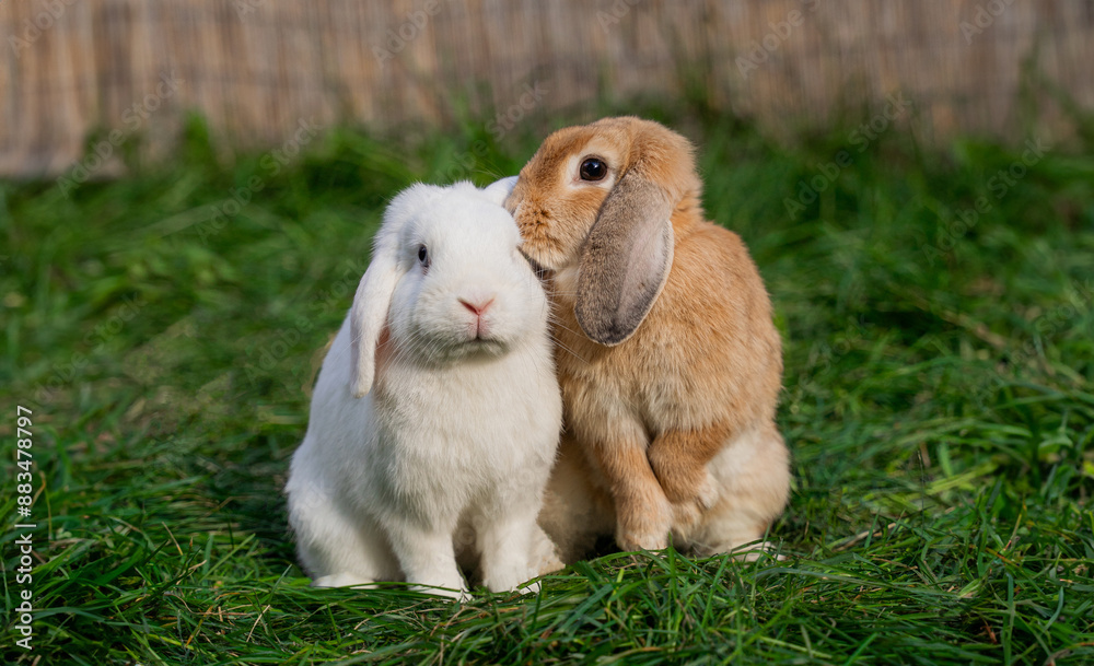 Two medium-sized lop-eared white and red rabbit ram sit on green grass on a sunny day before Easter
