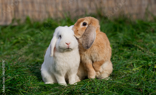 Obraz na płótnie Two medium-sized lop-eared white and red rabbit ram sit on green grass on a sunny day before Easter w salonie