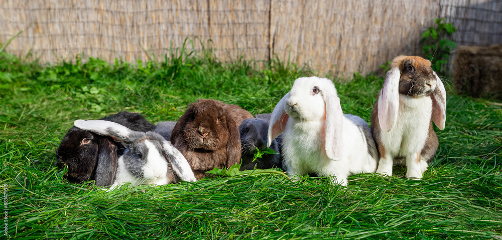 Six Large sized red white grey black rabbits lop-eared ram sit on green grass on a sunny day before Easter