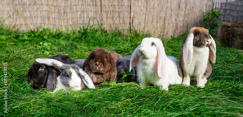 Obraz na płótnie Six Large sized red white grey black rabbits lop-eared ram sit on green grass on a sunny day before Easter w salonie