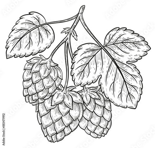 Hops plant Humulus lupulus branch with cones for beer brewing botanical outline sketch. Garden herb stem with seeds, leaves. Lager drink brewery food ingredient. Vintage hand drawn engraving. Vector 