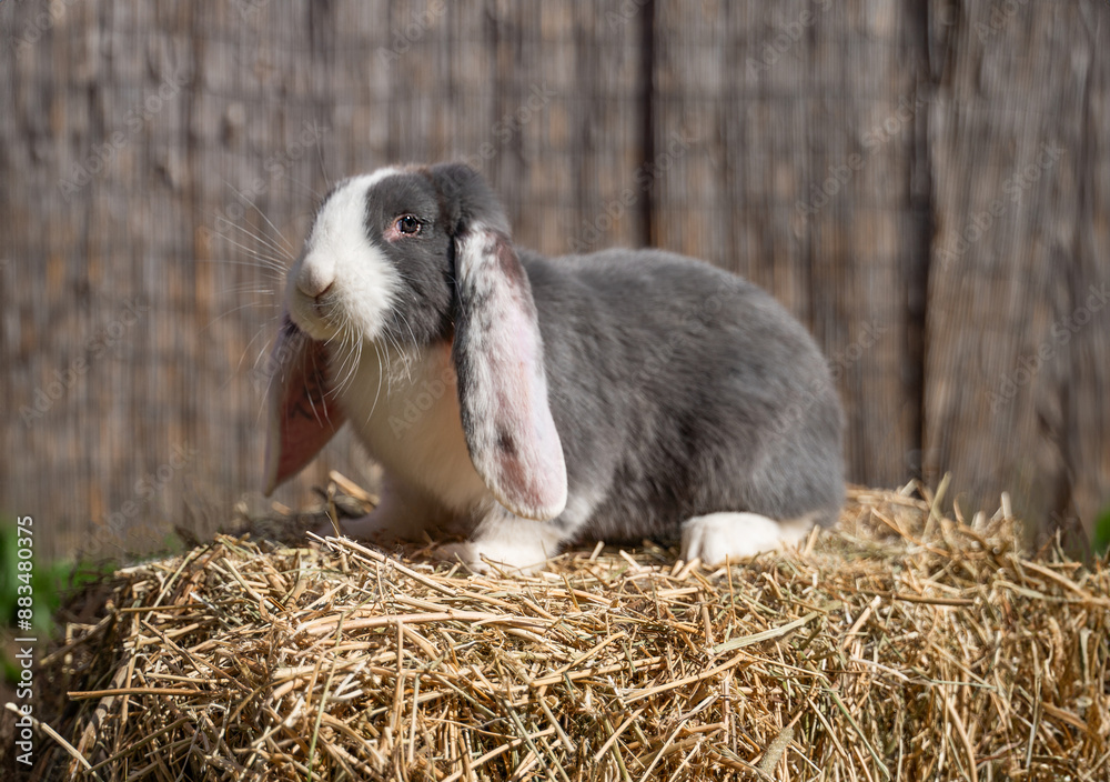 Large sized white grey rabbit lop-eared ram sitting on dry grass on a sunny day before Easter, profile Large sized white grey rabbit lop-eared ram sitting on dry grass on a sunny day before Easter, profile