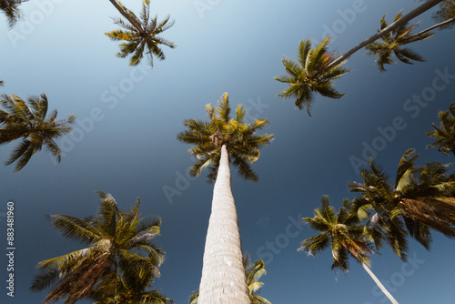 A group of very tall coconut trees soars into the clear blue sky tropical summer.