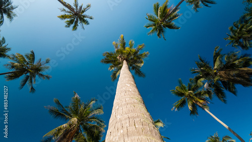 A group of very tall coconut trees soars into the clear blue sky tropical summer.
