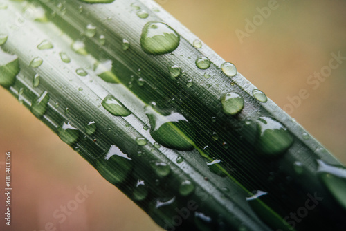 close up photo of green grass with water drops