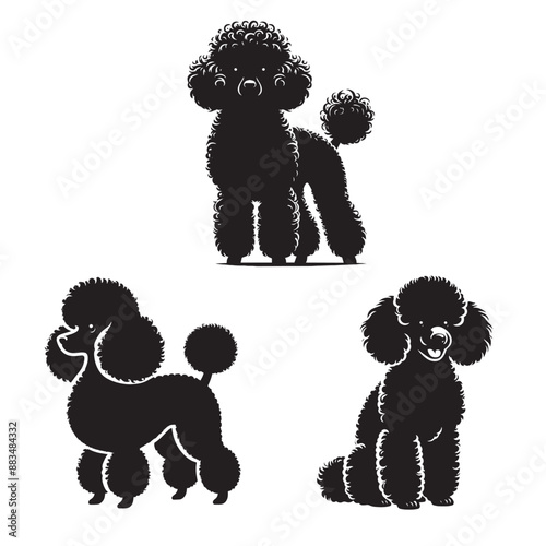 Toy Poodle Silhouette Vector Illustration, Black and White Toy Poodle Silhouettes, 