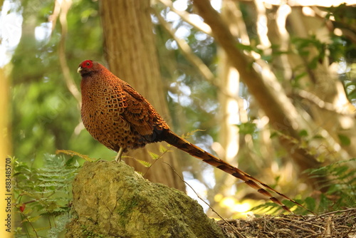 Copper Pheasant (Syrmaticus soemmerringii subrufus) male in Japan  photo