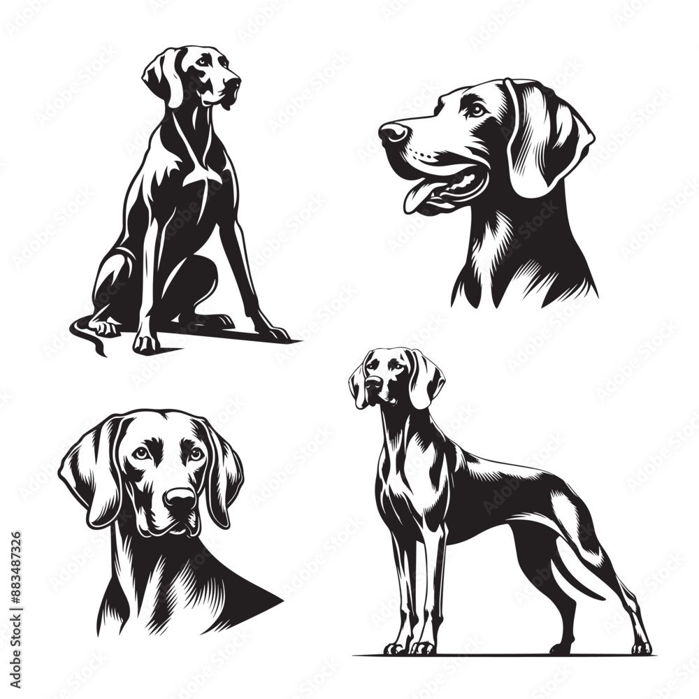 custom made wallpaper toronto digitalWeimaraner Silhouette Vector Illustration, Black and White Weimaraner Silhouettes, Vector Art of Weimaraner Dog