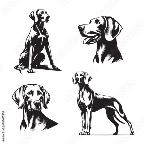 Weimaraner Silhouette Vector Illustration, Black and White Weimaraner Silhouettes, Vector Art of Weimaraner Dog