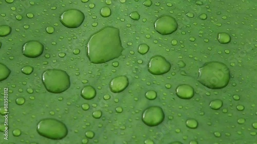 Close-up of floating Nuphar lutea (water lily, brandy bottle, cow lily) leaf with drops of water after the rain