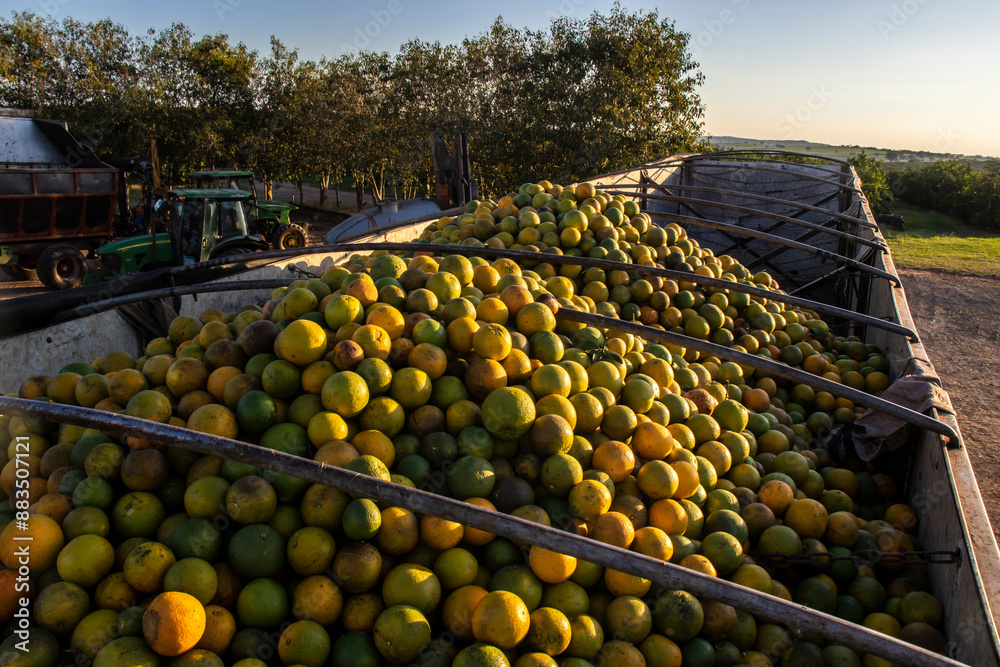 Sao Paulo, Brazil, June 06, 2023. Truck loaded with oranges after being harvested in the field of a farm in the state of Sao Paulo