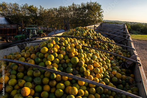 Obraz na płótnie Sao Paulo, Brazil, June 06, 2023. Truck loaded with oranges after being harvested in the field of a farm in the state of Sao Paulo w salonie
