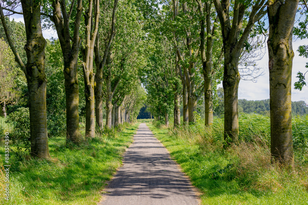 Row of tree trunks and green leaves in summer, Nature path or walkways with trees and grass along both side, Typical Dutch polder in between Ouderkerk aan de Amstel and Amsterdam, Netherlands, Holland Row of tree trunks and green leaves in summer, Nature path or walkways with trees and grass along both side, Typical Dutch polder in between Ouderkerk aan de Amstel and Amsterdam, Netherlands, Holland